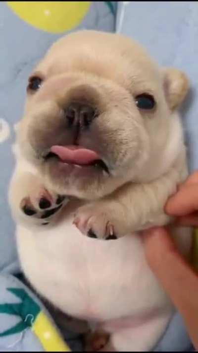 French Bulldog bleps!