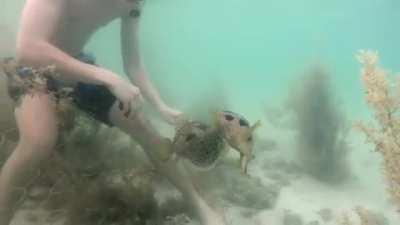 🔥 Pufferfish stays by its trapped friend while human cuts the net