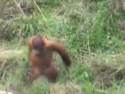 Orangutan mom desperately trying to pull her child away from the playground