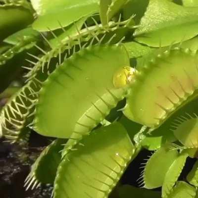 Yellow jackets captured by Venus flytrap.