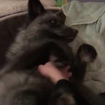 Silver fox loves getting belly rubs