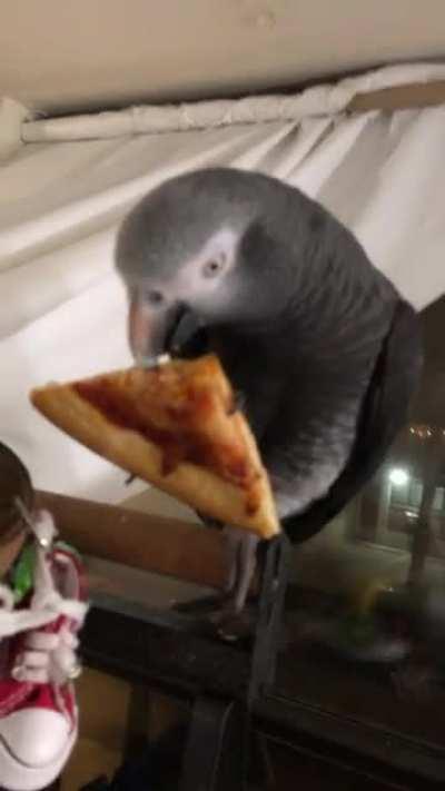 My parrot enjoying a small slice of pizza.