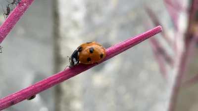 🔥 ladybug attacking aphids that infected a fireweed