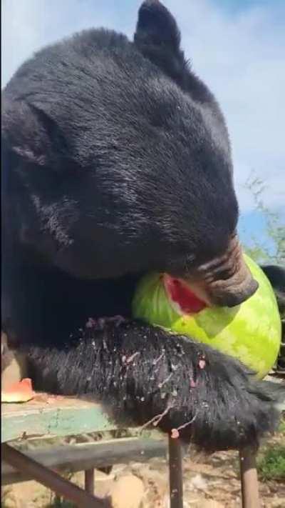 Bear enjoys some fresh watermelon.