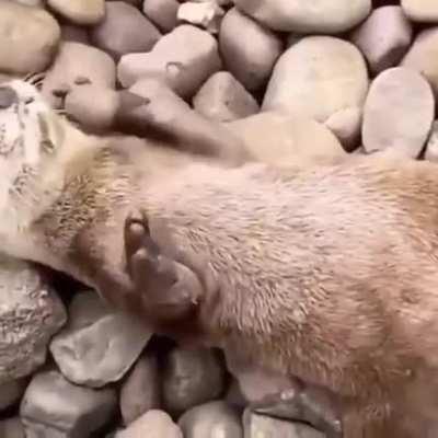 🔥 An otter juggling a stone