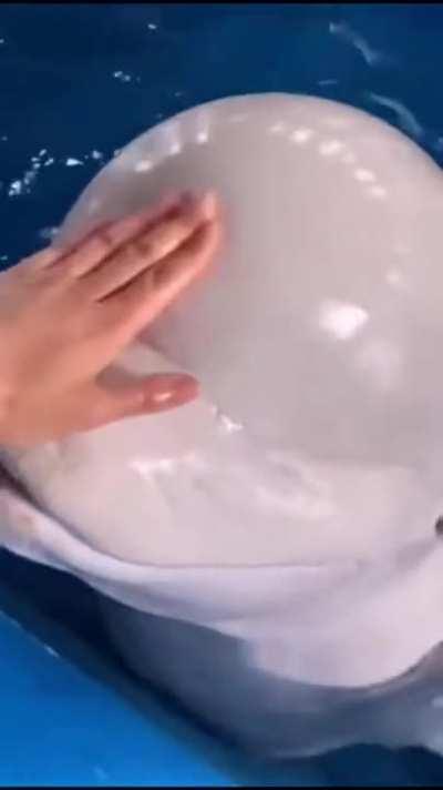 The squishiness of a beluga's head