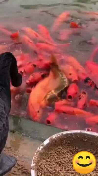 This swan giving food away