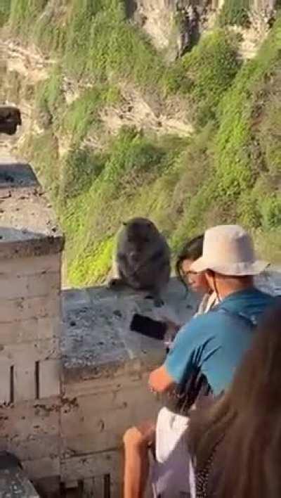 Monkeys in Bali have learnt that they can steal people's phone and negotiate there return for food 