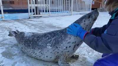 Seal's tail shivers