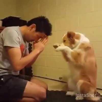 In Japan dogs are trained to bow instead of shake