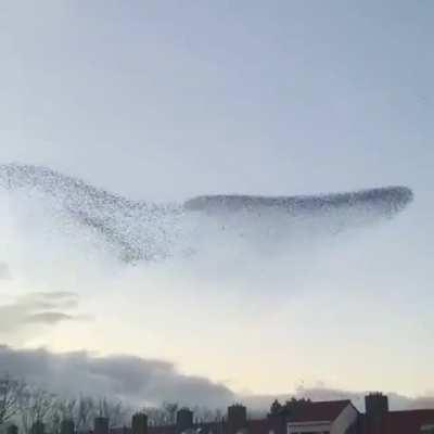 These birds putting on a air show