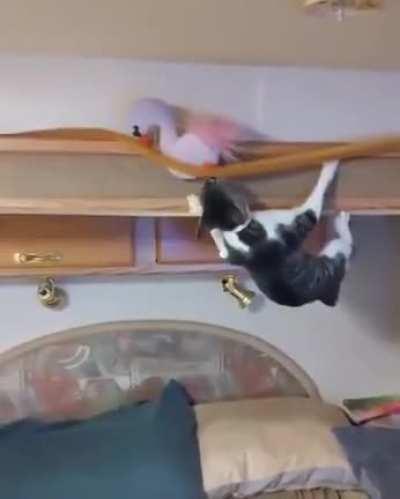 Cats can be ninja warriors too