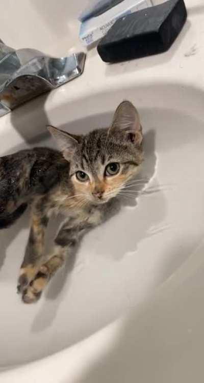 Chilling in the sink