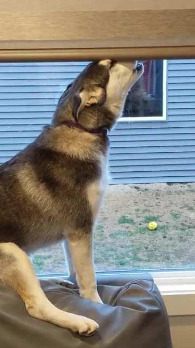 Howling into the blinds is the new tantrum