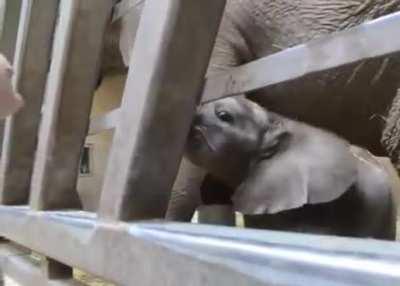 Baby Elephant and carer playing trunk games