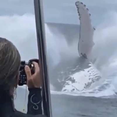 Massive Humpback Whale for size