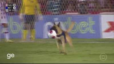 Police dog storms soccer match and wants....the ball!!