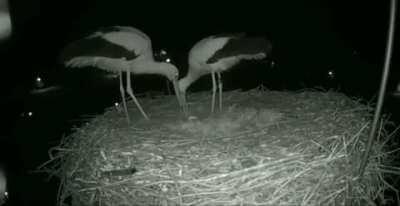 A stork couple celebrating their first egg.