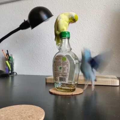 Sorry Blue Boy, theres only room for one Borb on top of this syrup bottle. - Mango Boy