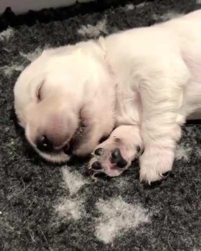 This little guy is having a nice dream