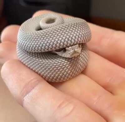 Snek