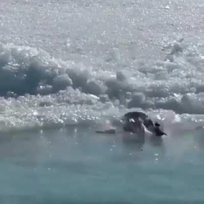 Just a Penguin walking into the water.