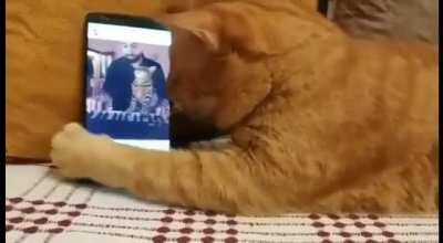 Blind cat gives his favourite pianist a hug every time he hears him play.