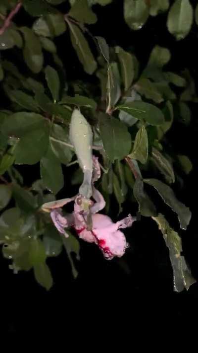 A common green mantis eats a foam-nest tree frog alive 