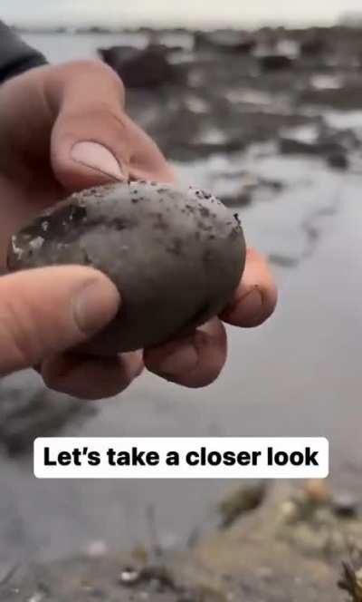 Fossil hunter cracking open a rock revealing a perfect 185 million year old ammonite fossil