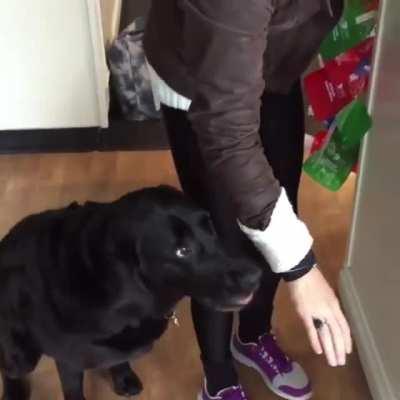 Store owner's dog with all customers