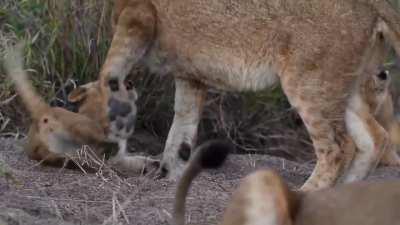 Little cubs make their babysitter work overtime