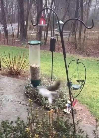 Squirrel trying to get a snack …