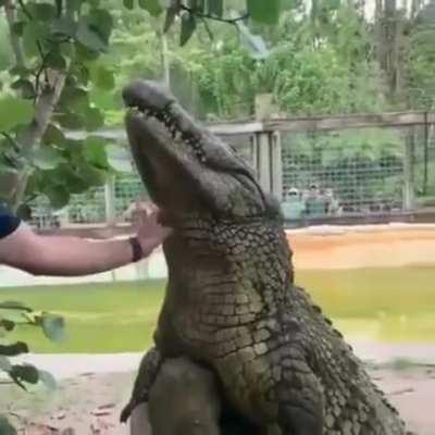 Murder Log enjoys being petted