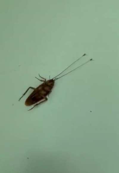 Two ants drag a cockroach by its antennae