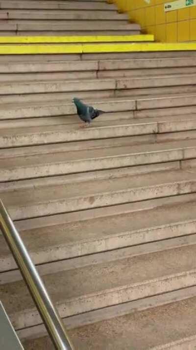 Just a pigeon walking down the stairs