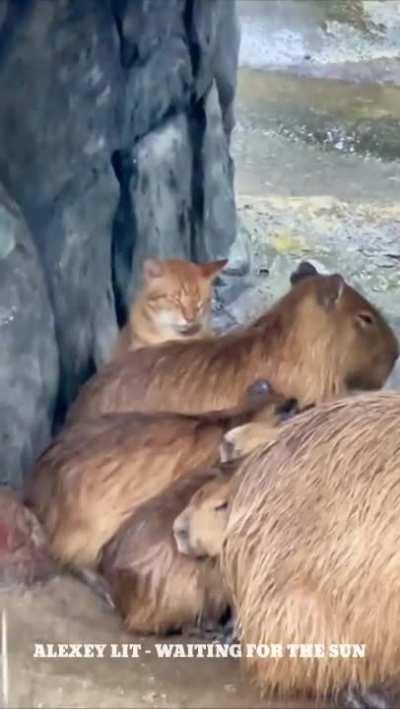 Capybaras and catybara