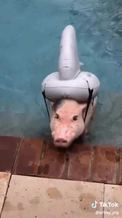 Cute Swimming Piggy