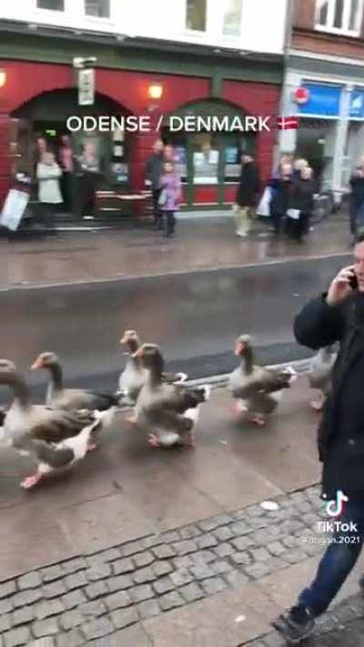 Goose parade in Denmark