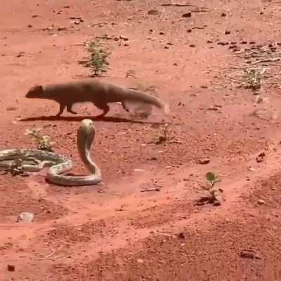 🔥 The weasel is almost the only enemy of the cobra. It feeds on the cobra. It attacks the cobra's underside, where it can't reach, then sits down and gnaws.