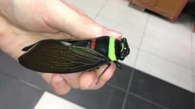 Giant Colorful Cicada (Tacua speciosa)