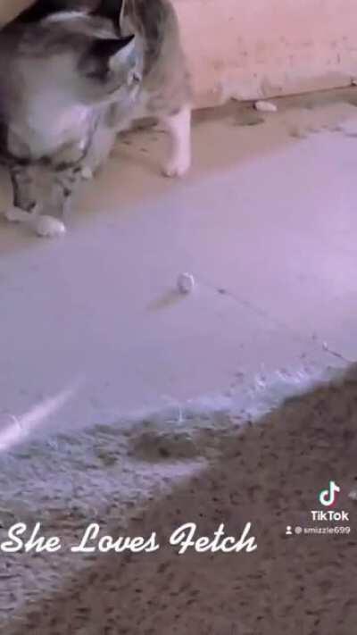 Cute kitty plays fetch !