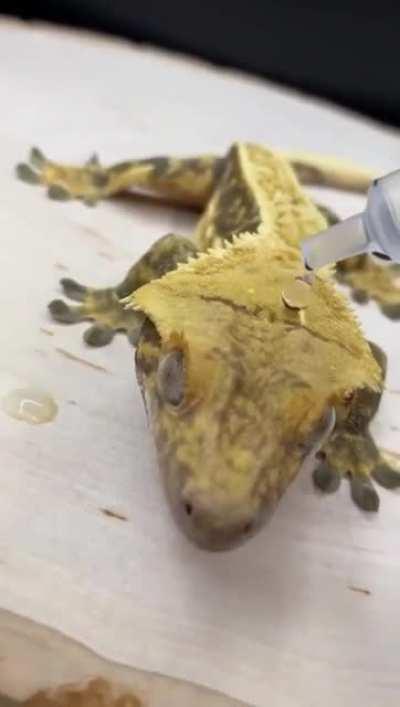 Water droplets rolling off a crested gecko