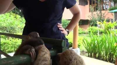 Baby sloth learns to climb