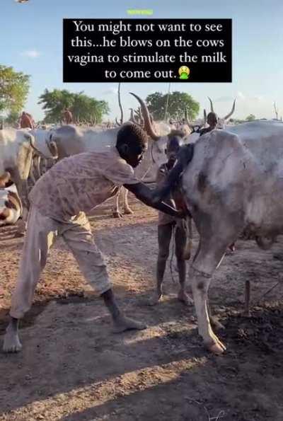 Man gets the milk going by stimulating cow vagina