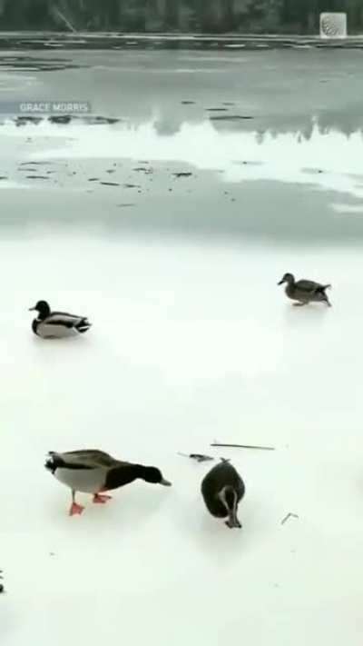 Duck curling