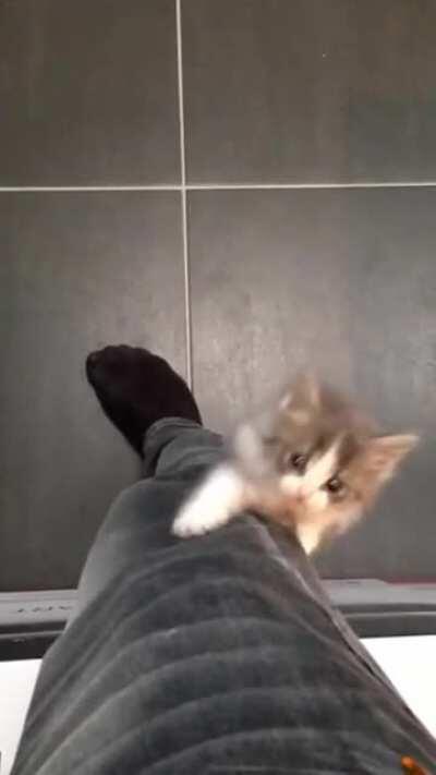 Kitty climbs a human