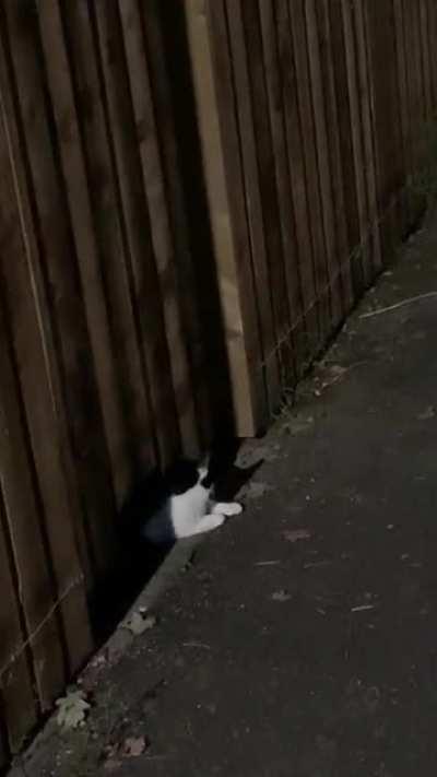 Why is this cat just chilling halfway in the fence?