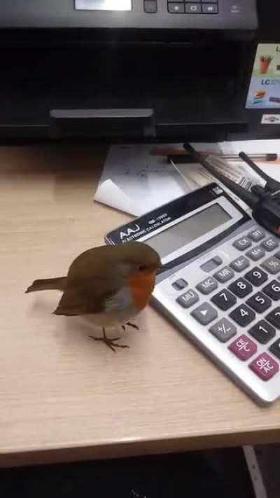 A video of the office robin for those asking