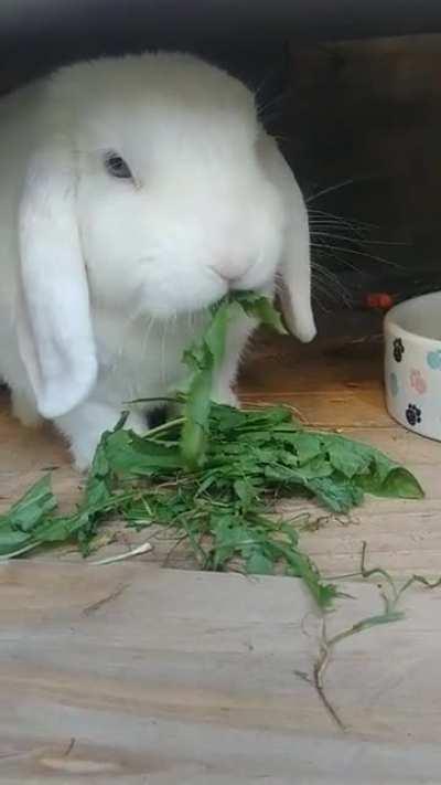 Life pro bunny tip- if you think your buns getting a bit bored of his normal meals/ treats, just feed him some dandelion leaves! They are very healthy and your rabbit will go crazy over them! They are also easy to find as they grow natrually