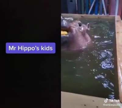 Mr. hippo has children and they’re so cute